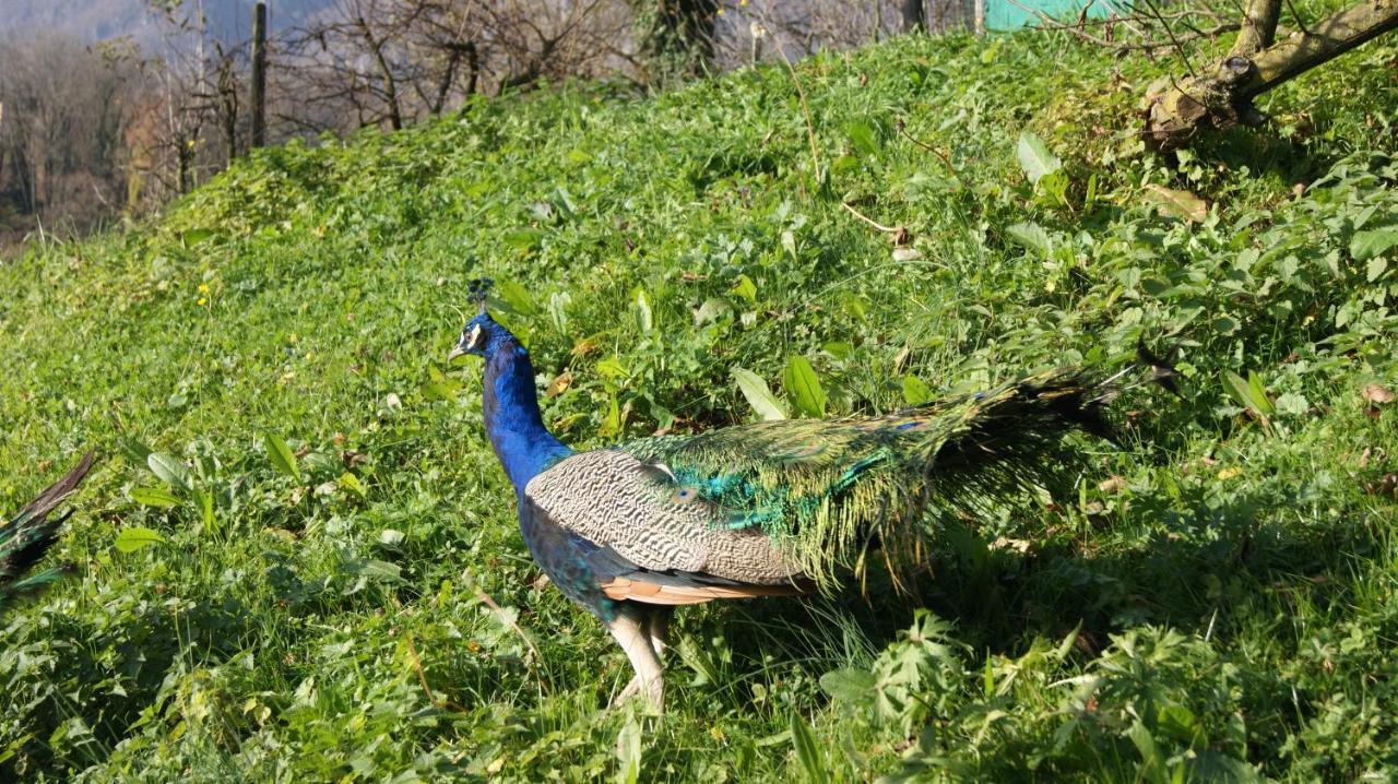 Agriturismo Scuderia Della Valle Valsecca Εξωτερικό φωτογραφία